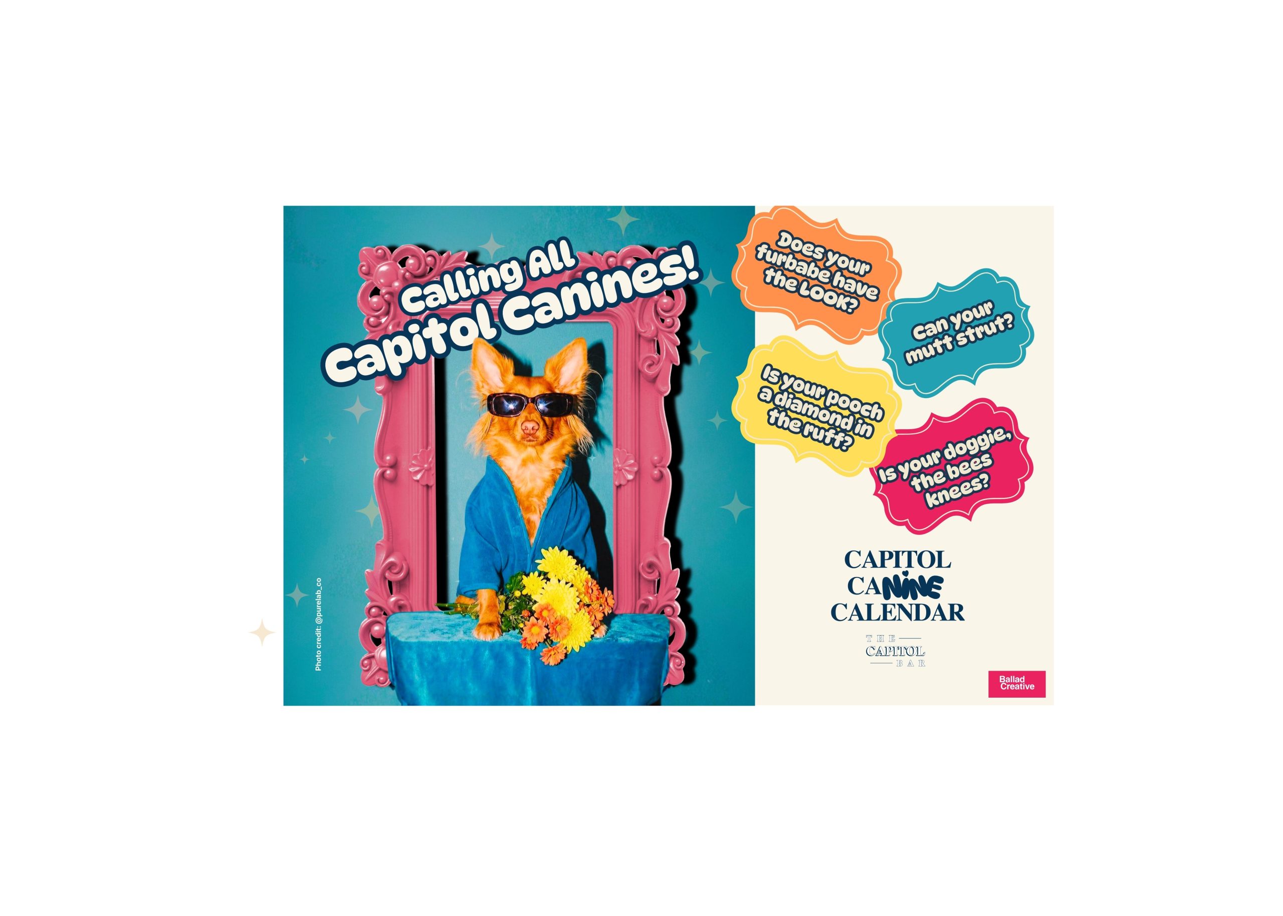 Canine Calendar Promo Card... Calling all capitol canines